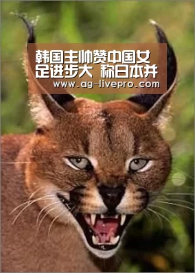 AG足球